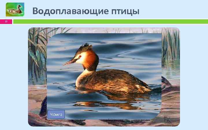 Водоплавающие птицы 10 Серый гусь Чомга Лебедь-шипун Утка-кряква 