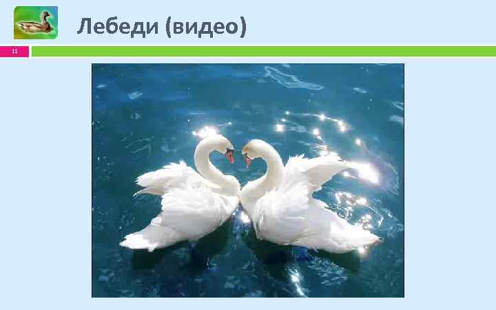 Лебеди (видео) 11 