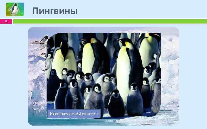 Пингвины 12 Пингвин Адели Королевский пингвин Гумбольдтов Императорский пингвин 