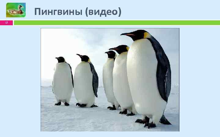 Пингвины (видео) 13 