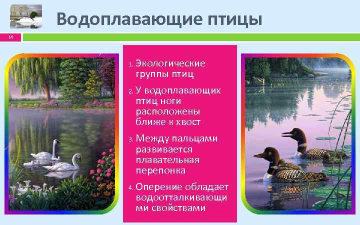 Водоплавающие птицы 14 1. 2. 3. 4. Экологические группы птиц У водоплавающих птиц ноги