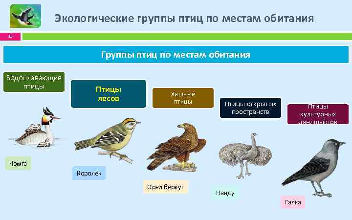 Проект по биологии экологические типы птиц