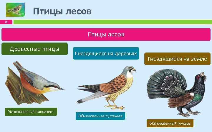 Птицы лесов 16 Птицы лесов Древесные птицы Обыкновенный поползень Гнездящиеся на деревьях Гнездящиеся на