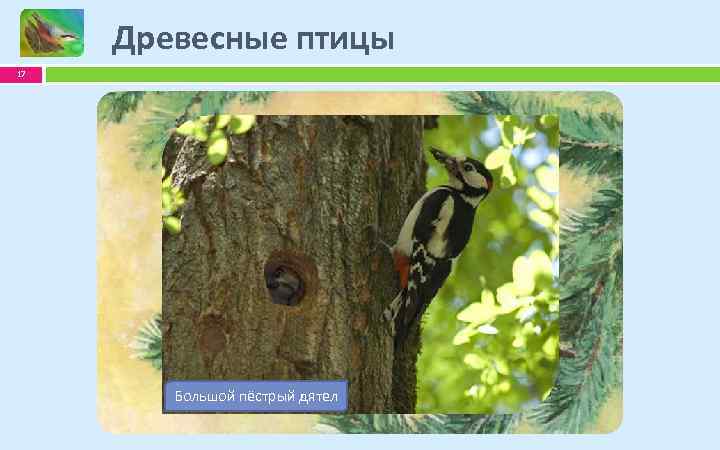 Древесные птицы 17 Обыкнове поползень Обыкновенный клёст Большой Чечётка пёстрый дятел 