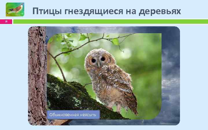 Птицы гнездящиеся на деревьях 18 Обыкновенная кукушка Ястреб-тетеревятник пустельга Обыкновенная неясыть 