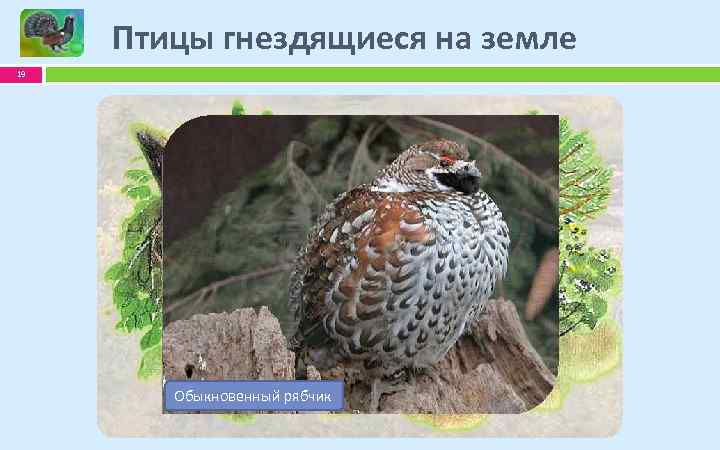 Птицы гнездящиеся на земле 19 Тетерев-косач Обыкновенный глухарь рябчик Обыкновенный фазан 