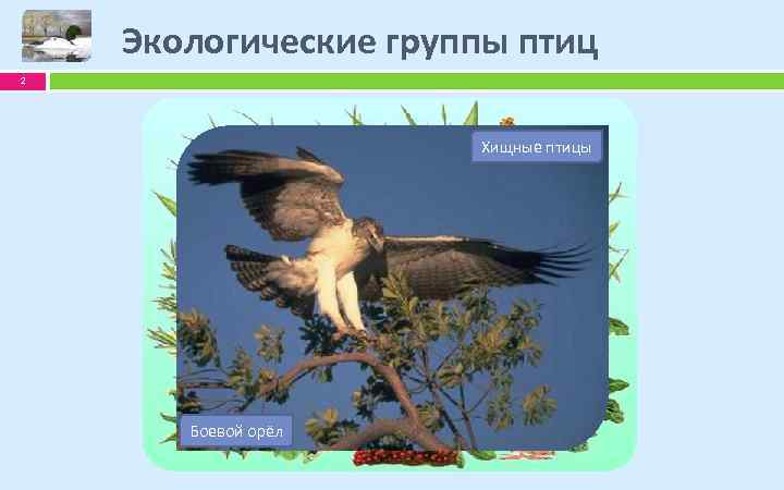Экологические группы птиц 2 Водные Лесные Хищные птицы Птицы открытых пространств Африканский Клёст-еловик Боевой
