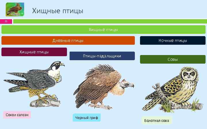 Хищные птицы 21 Хищные птицы Дневные птицы Хищные птицы Сокол сапсан Птицы-падальщики Черный гриф