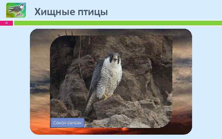 Хищные птицы 22 Орлан-белохвост Беркут коршун Чёрный Сокол-сапсан 