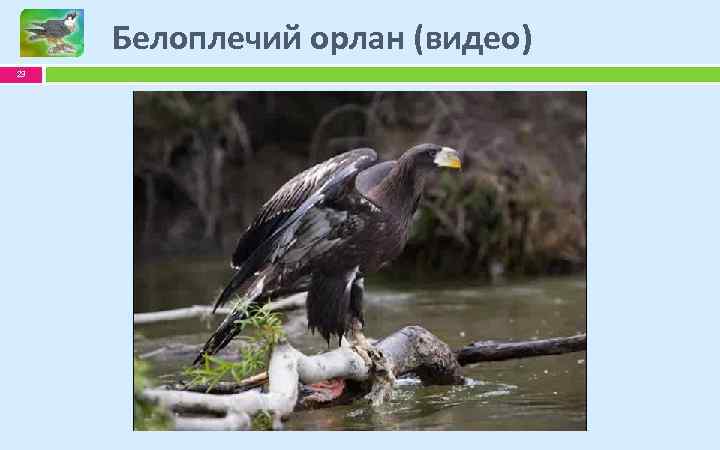 Белоплечий орлан (видео) 23 