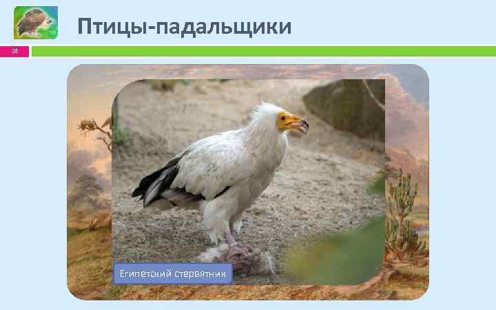 Птицы-падальщики 24 Бурый стервятник Белоголовый сип Королевский гриф Египетский стервятник 