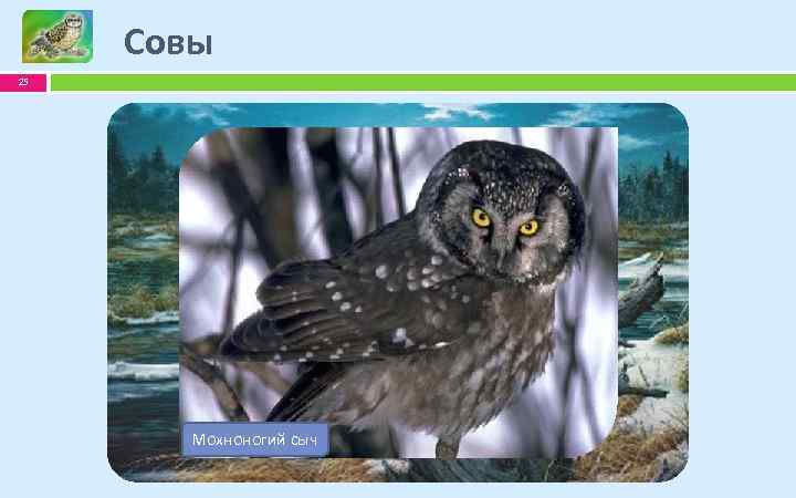 Совы 25 Мексиканский Рыбный филин сычик эльф Полярная сова Мохноногий сыч 