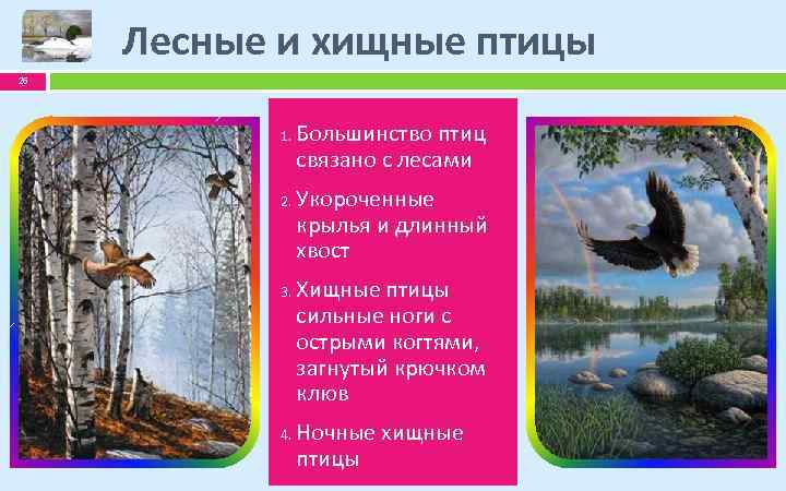 Лесные и хищные птицы 26 1. 2. 3. 4. Большинство птиц связано с лесами