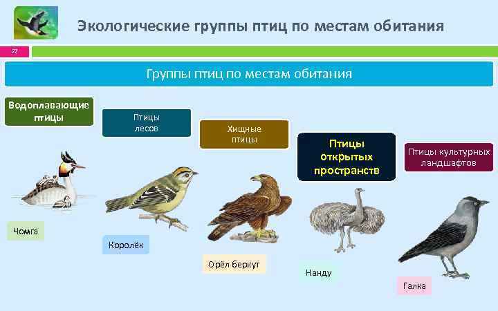 Для представителей класса птицы характерно. Экологические группы птиц. Экологические группы птиц по местам обитания. Экологические группы птиц птицы леса. Экологические группы птиц Хищные птицы.
