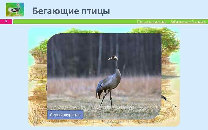 Бегающие птицы Птица-секретарь 29 Африканский страус Птица-секретарь Дрофа Серый журавль Африканский страус 