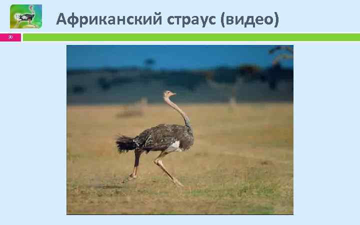 Африканский страус (видео) 30 