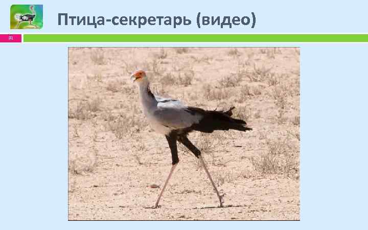 Птица-секретарь (видео) 31 