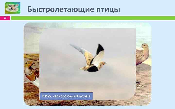 Быстролетающие птицы 32 Сажда Саджа чернобрюхий в полете Рябок в полете 