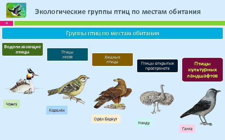 Костные птицы примеры. Экологические группы птиц. Экологические группы птиц по местам обитания. Экологические группы птиц Хищные птицы. Экологическая группа водоплавающие птицы.