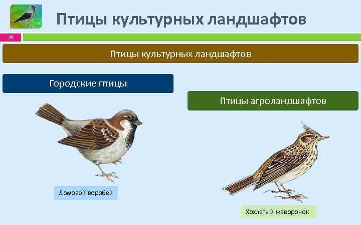 Черный ворон какая экологическая группа птиц