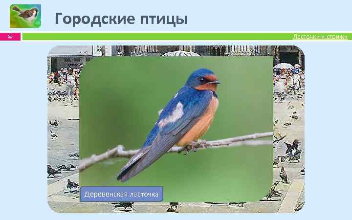 Городские птицы Ласточки и стрижи 35 Серая Галка ворона Домовый воробей Деревенская ласточка 