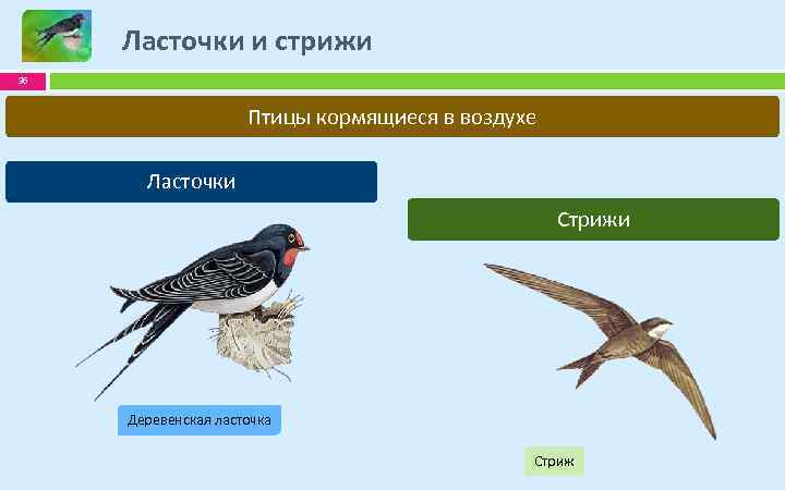 Ласточки и стрижи 36 Птицы кормящиеся в воздухе Ласточки Стрижи Деревенская ласточка Стриж 