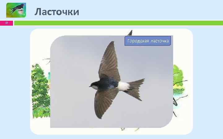 Ласточки 37 Городская ласточка Гнездо городской ласточки Деревенская ласточка Гнездо деревенской ласточки 
