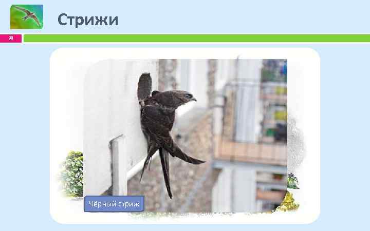 Стрижи 38 Чёрный стриж в полёте Чёрный стриж у гнезда Чёрный стриж на земле