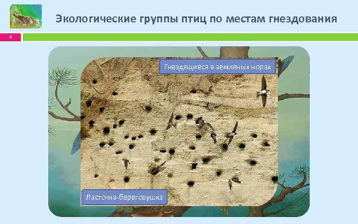 Экологические группы птиц по местам гнездования 4 Гнездящиеся в дуплах деревьях земляных Гнездящиеся на