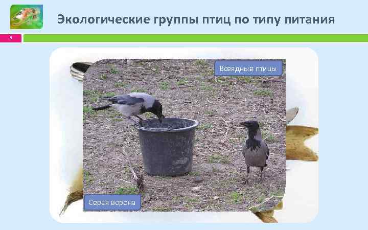Экологические группы птиц по типу питания 5 Птицы. Хищные – падальщики Насекомоядные птицы Всеядные