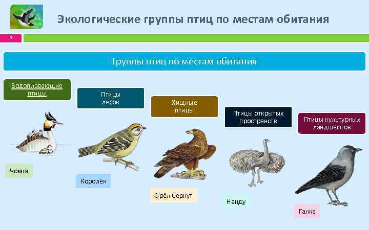 Заполните схему классификация птиц