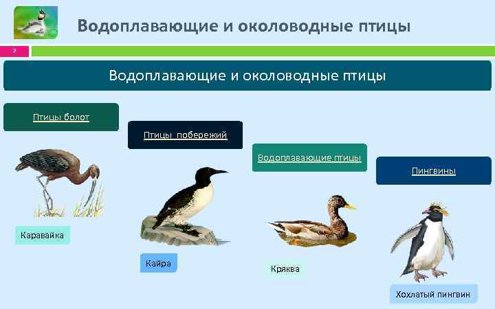 Разнообразие птиц их роль в экосистемах проект