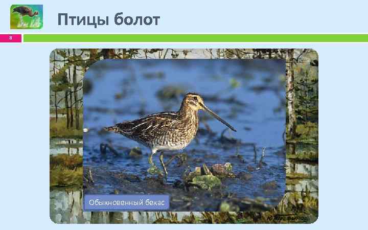 Птицы болот 8 Большая выпь Каравайка Обыкновенный бекас Большая белая цапля 