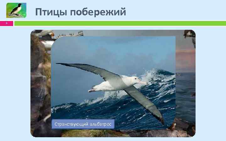 Птицы побережий 9 Бурая олуша Странствующий Большой бакланальбатрос Тонкоклювая кайра 