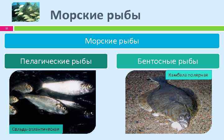 Морские рыбы 10 Морские рыбы Пелагические рыбы Бентосные рыбы Камбала полярная Сельдь-атлантическая 