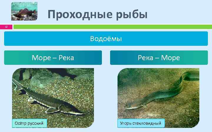 Проходные рыбы 12 Водоёмы Море – Река Осётр русский Река – Море Угорь стекловидный