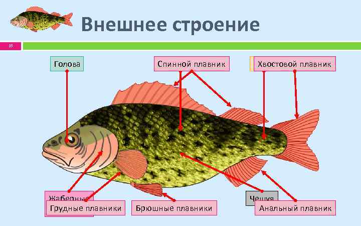 Внешнее строение 16 Голова Жаберные Грудные плавники крышки Спинной плавник Туловище Брюшные плавники Хвостовой