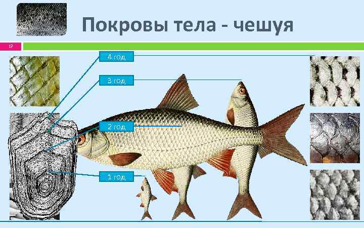 Покровы тела - чешуя 17 4 год 3 год 2 год 1 год 