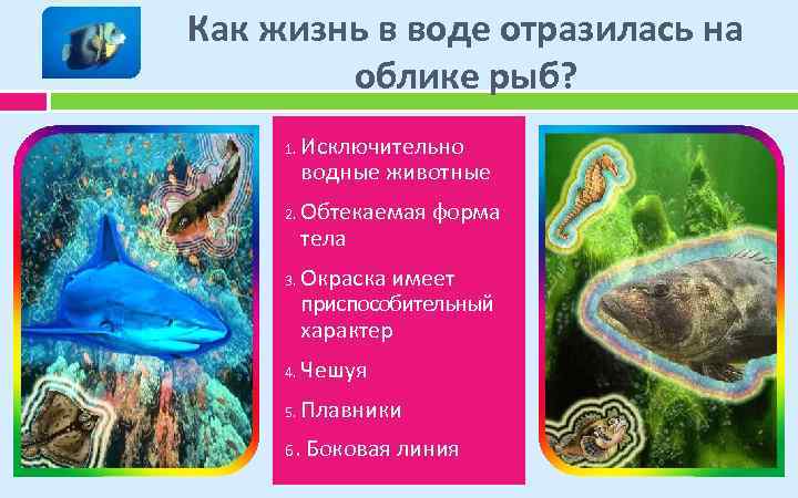 Как жизнь в воде отразилась на облике рыб? 1. 2. 3. Исключительно водные животные