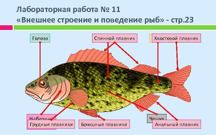 Лабораторная работа № 11 «Внешнее строение и поведение рыб» - стр. 23 Голова Жаберные