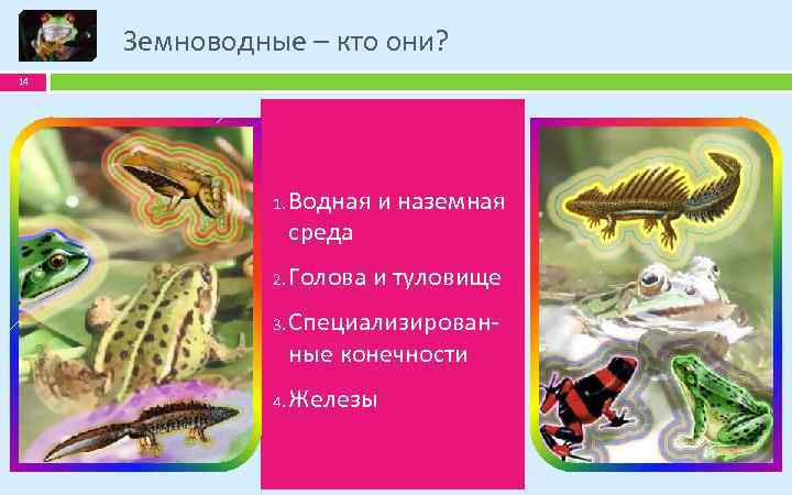 Земноводные – кто они? 14 1. 2. 3. 4. Водная и наземная среда Голова