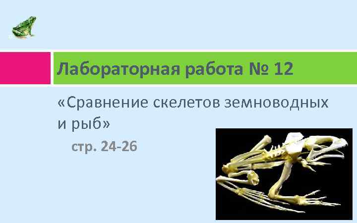 15 Лабораторная работа № 12 «Сравнение скелетов земноводных и рыб» стр. 24 -26 