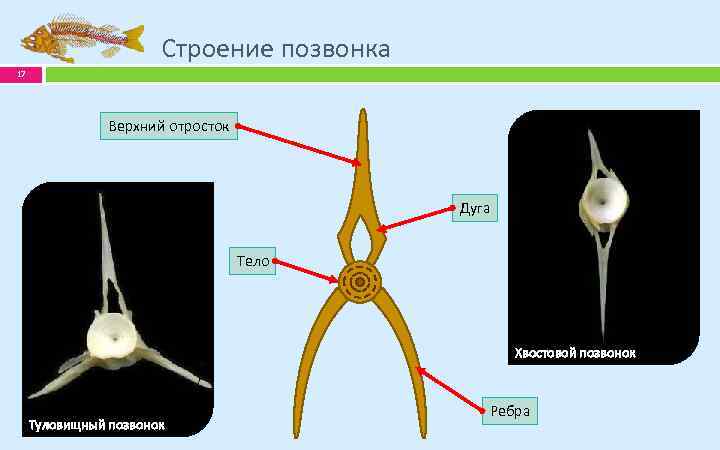 Строение позвонка 17 Верхний отросток Дуга Тело Хвостовой позвонок Туловищный позвонок Ребра 