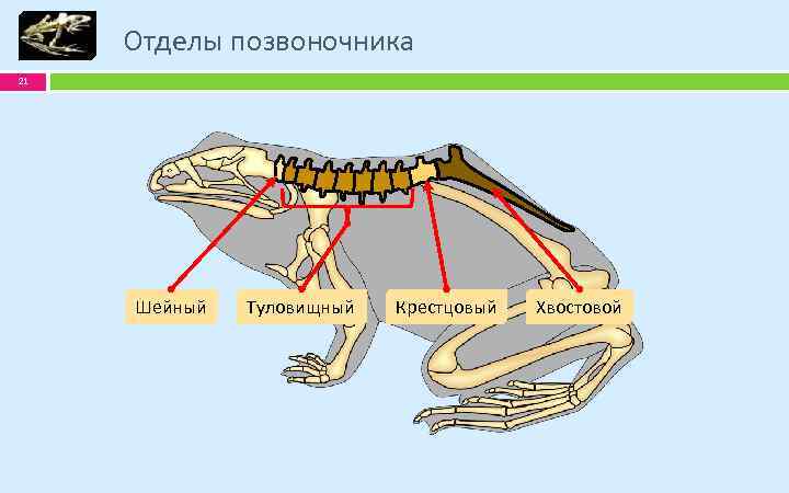 Отделы позвоночника 21 Шейный Туловищный Крестцовый Хвостовой 