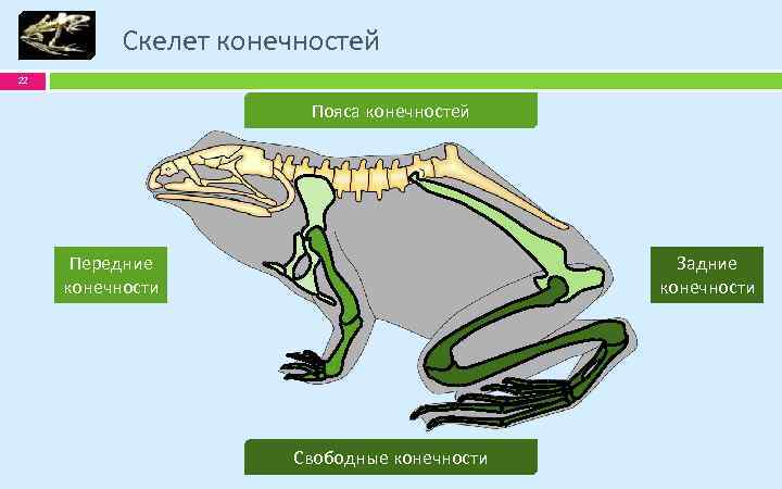 Скелет конечностей 22 Пояса конечностей Передние конечности Задние конечности Свободные конечности 