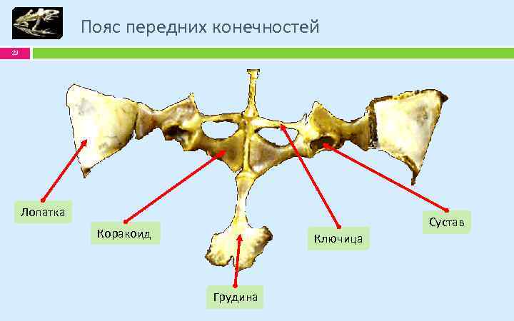 Кости передней конечности земноводных. Коракоид Воронья кость. Скелет лягушки пояс передних конечностей. Пояса конечностей земноводных. Пояс передних конечностей амфибий.