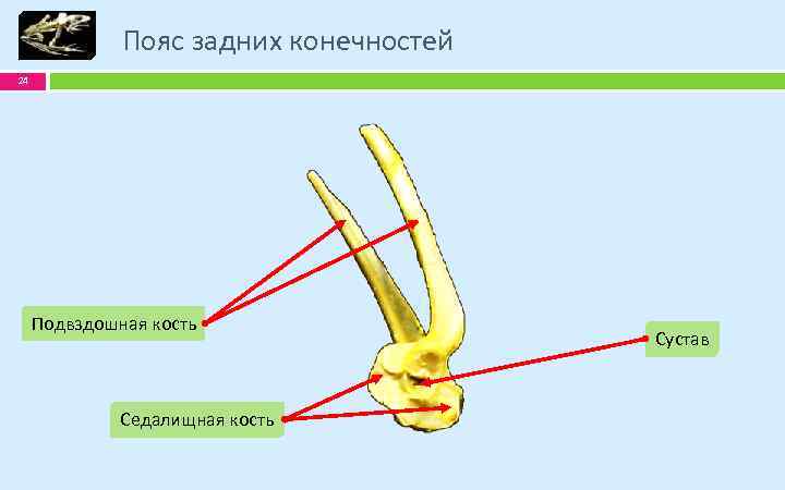 Пояс задних конечностей 24 Подвздошная кость Седалищная кость Сустав 