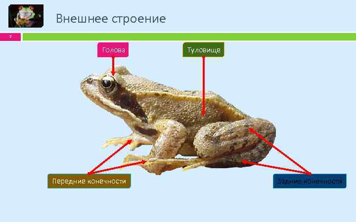 Внешнее строение 7 Голова Передние конечности Туловище Задние конечности 