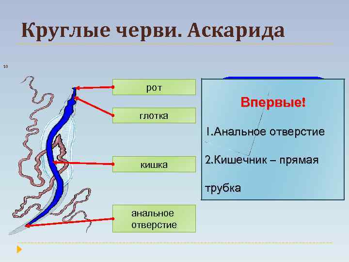 Круглые черви. Аскарида 10 рот глотка Впервые! 1. Анальное отверстие кишка 2. Кишечник –