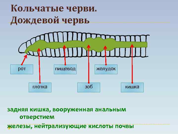 Кольчатые черви. Дождевой червь пищевод рот глотка желудок зоб кишка задняя кишка, вооруженная анальным